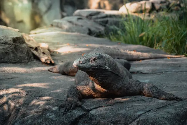Are Komodo dragons venomous? What the science says