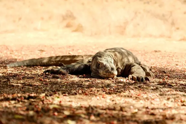 Baby Komodo dragon: size, diet, and why hatchlings live in trees