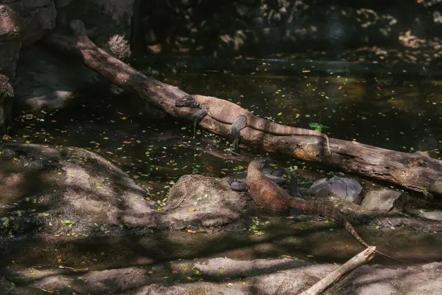 Komodo dragon pet: can you legally keep one?
