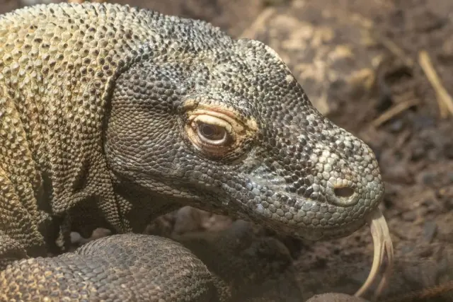 Komodo dragon eating: what Komodo dragons actually eat