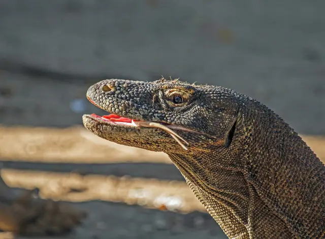 Komodo dragon location: where the species lives in Indonesia