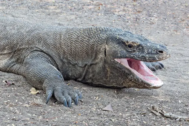 How many fish species does Komodo National Park support?
