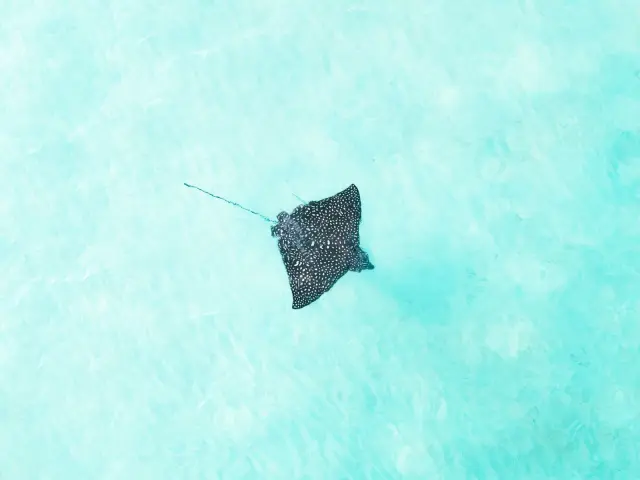 Komodo diving: how currents, waves and park rules shape dive safety