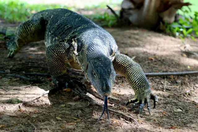 Komodo dragon Australia: what the name really means