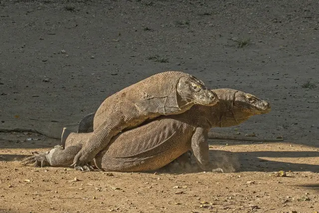 Komodo dragon pictures: how to find real photos of the species