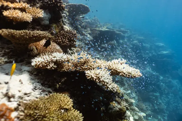 How healthy are Komodo National Park’s coral reefs?