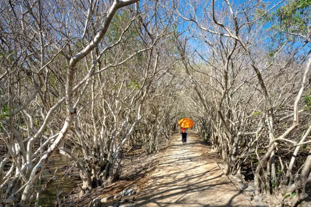 Komodo National Park visitor cap: what official figures confirm